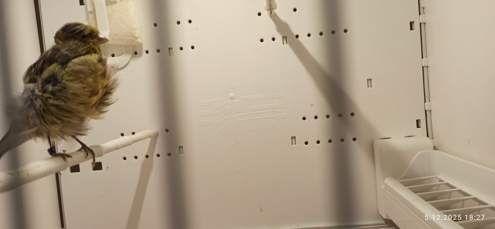 Kanarek kendeżawy Mehringer samiczka 2025 zielona