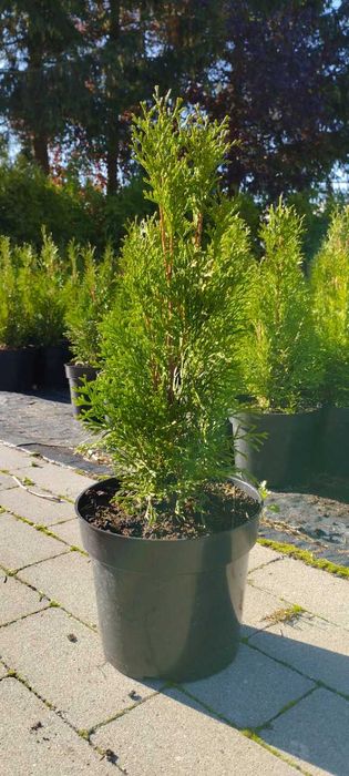 Tuja Szmaragd, Thuja Smaragd