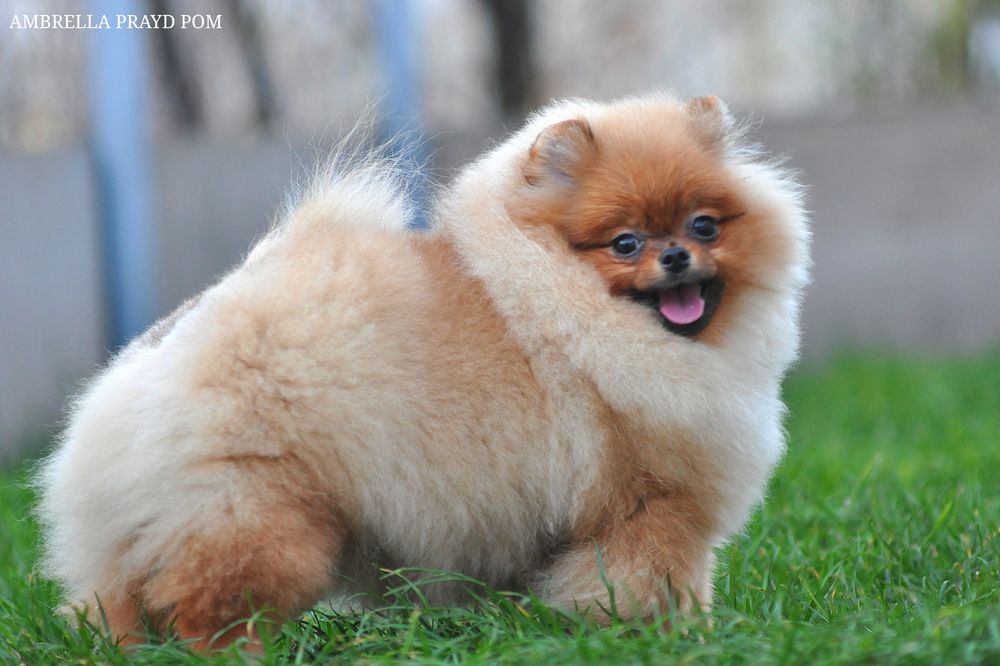 Яскрава кумедниця Амбрелла