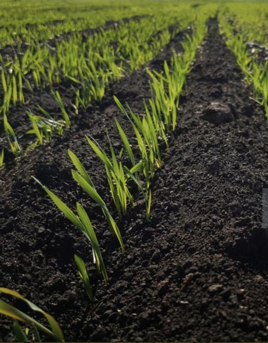 Продам земельний пай.