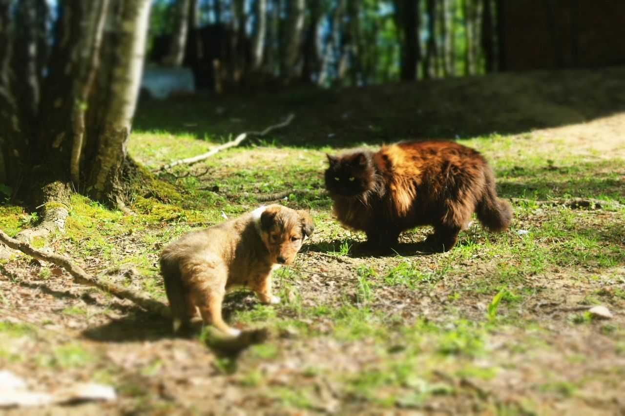 Owczarek szkocki collie