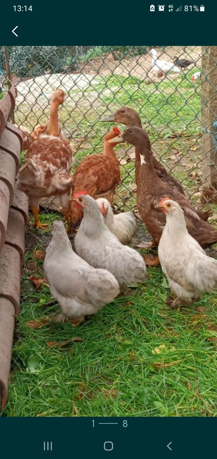 Casal e macho pequim lavanda