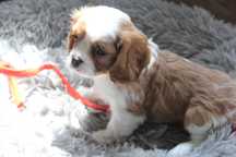 Cavalier piesek z rodowodem