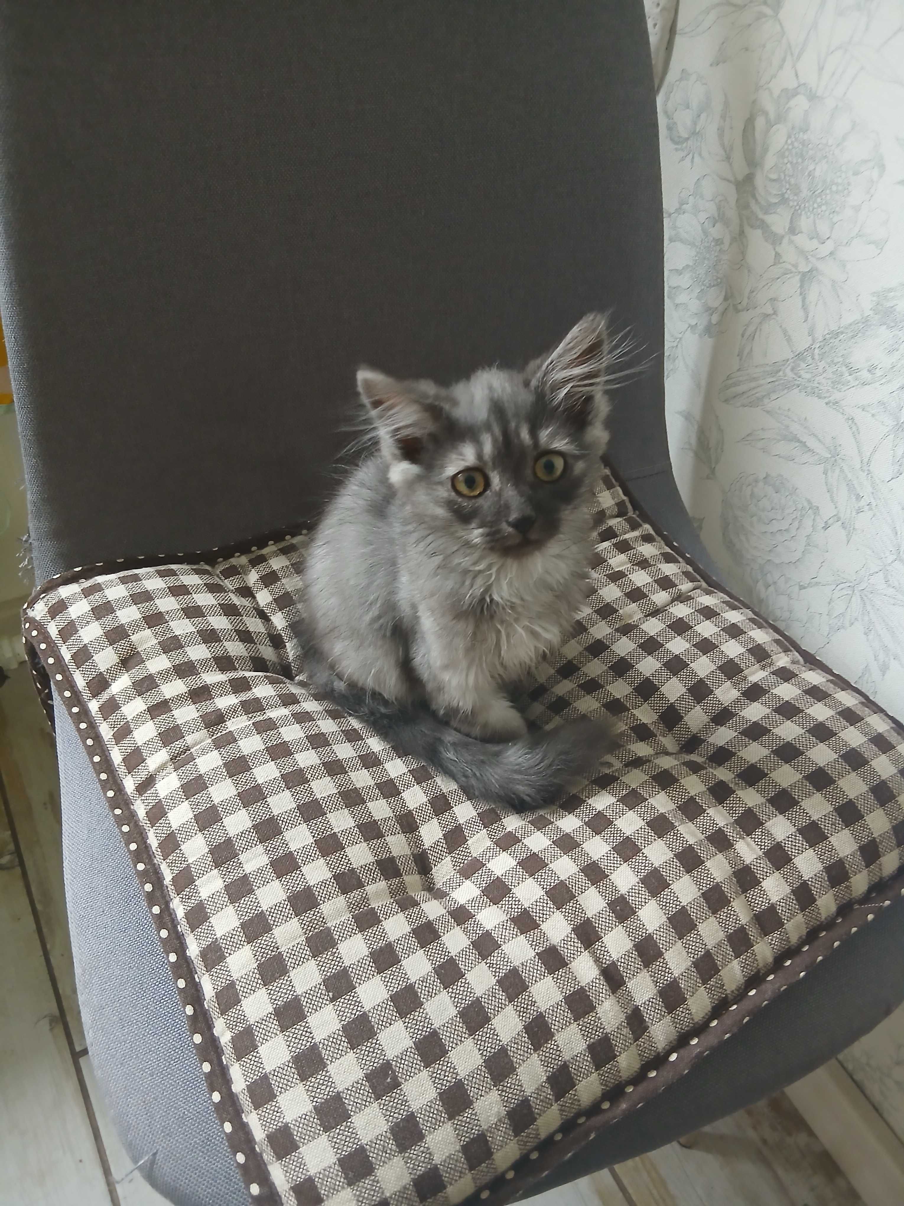 Котик в добрые ручки