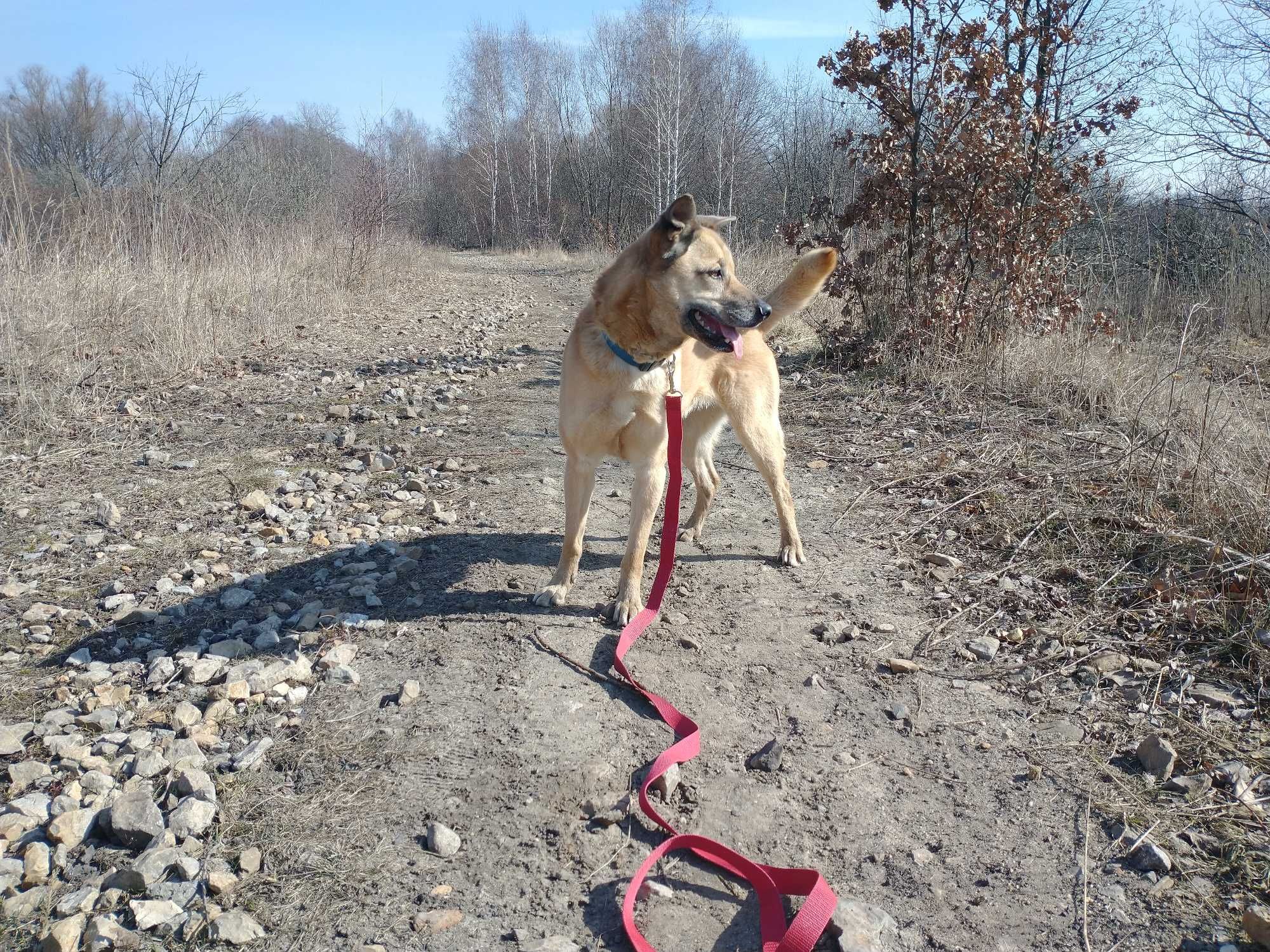 Blondie - poleca się do adopcji