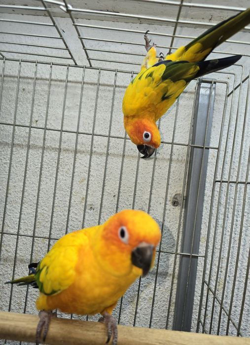 Aratiga sol muito bonita