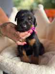 Piekny czarny podpalanym pies doberman po olbrzymich rodzicach