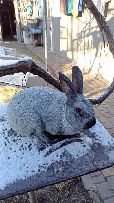 продам самцiв i самок