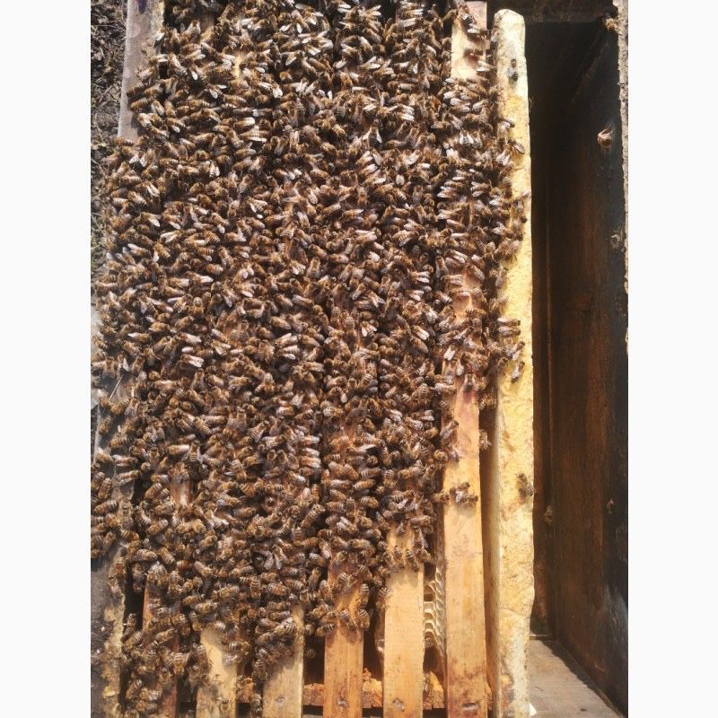 Продам рої,бджолосімʼї та відводки