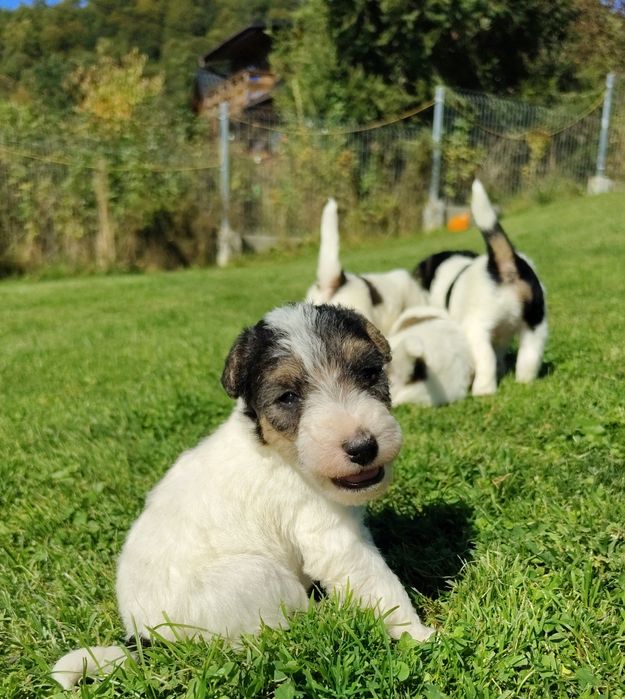 Foksterier szorstkowłosy FCI
