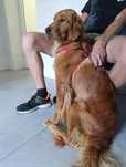 Zapowiedź miotu Golden Retriever w typie amerykańskim