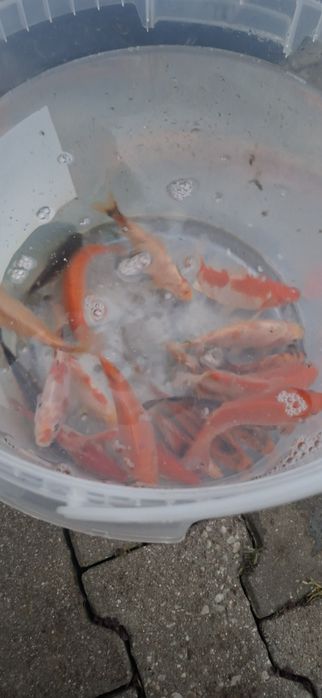 Karasie Koi narybek
