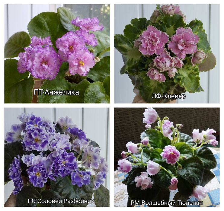 Продам фіалки (дітки, стартери)