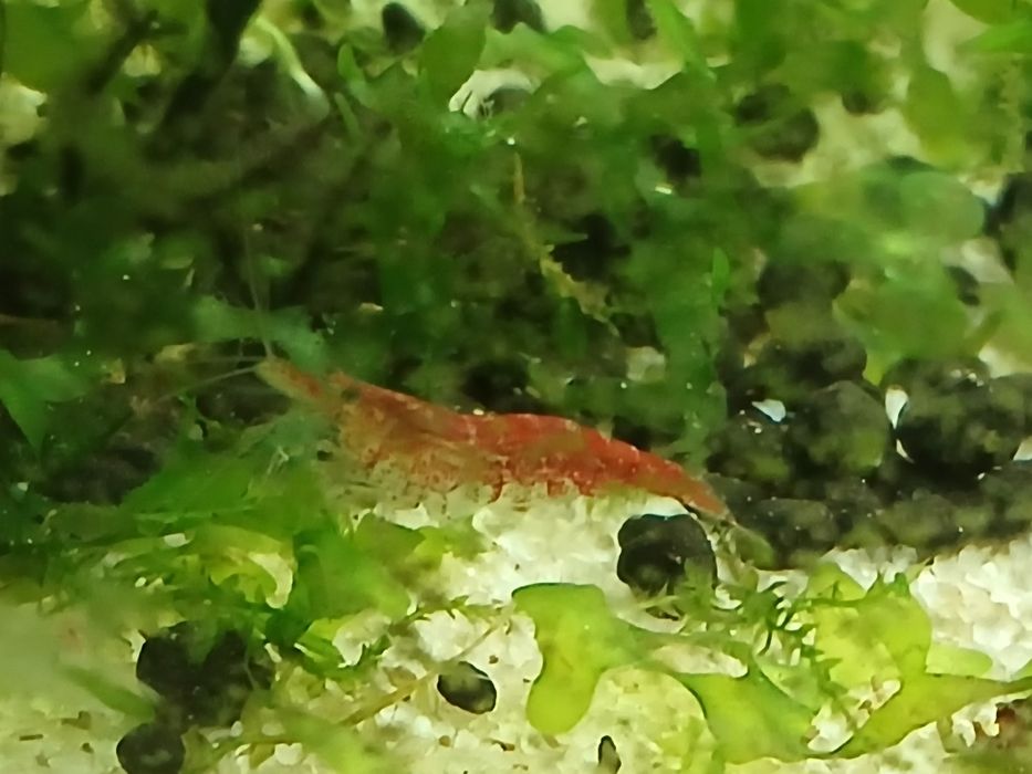 Pack de iniciante de aquarismo