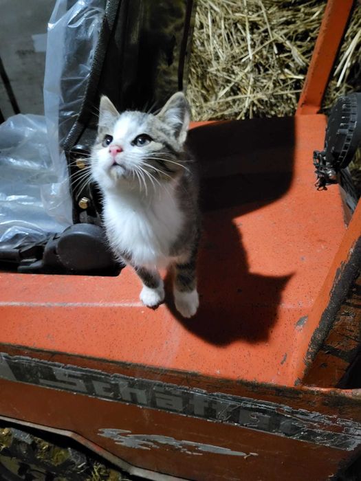 Oddam w dobre w ręce kotki