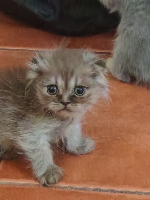 Scottish fold menino )