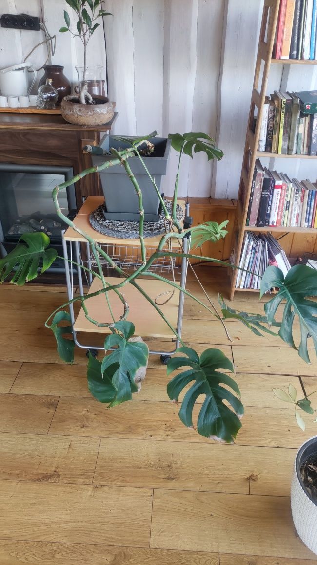 Monstera duża z donicą