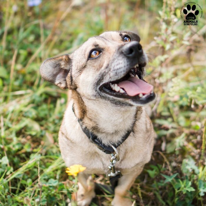 3 letni Imbirek do adopcji!