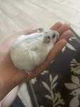 Хомя джунгарик красивий