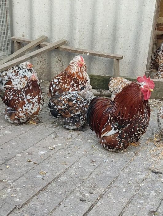 Карликові кохінхіни ситцеві курчатка, інкубаційні яйця,доросла птиця