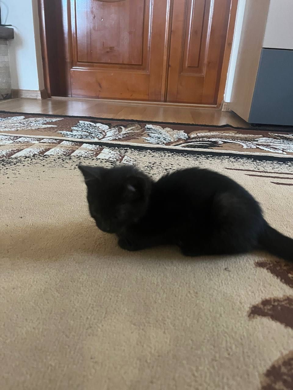 Віддам котята в хороші руки! Чудово полюють