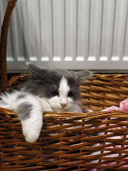 Шикарний котик у найкращу родину