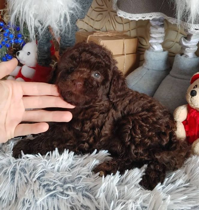 Хлопчик коричневого той пуделя