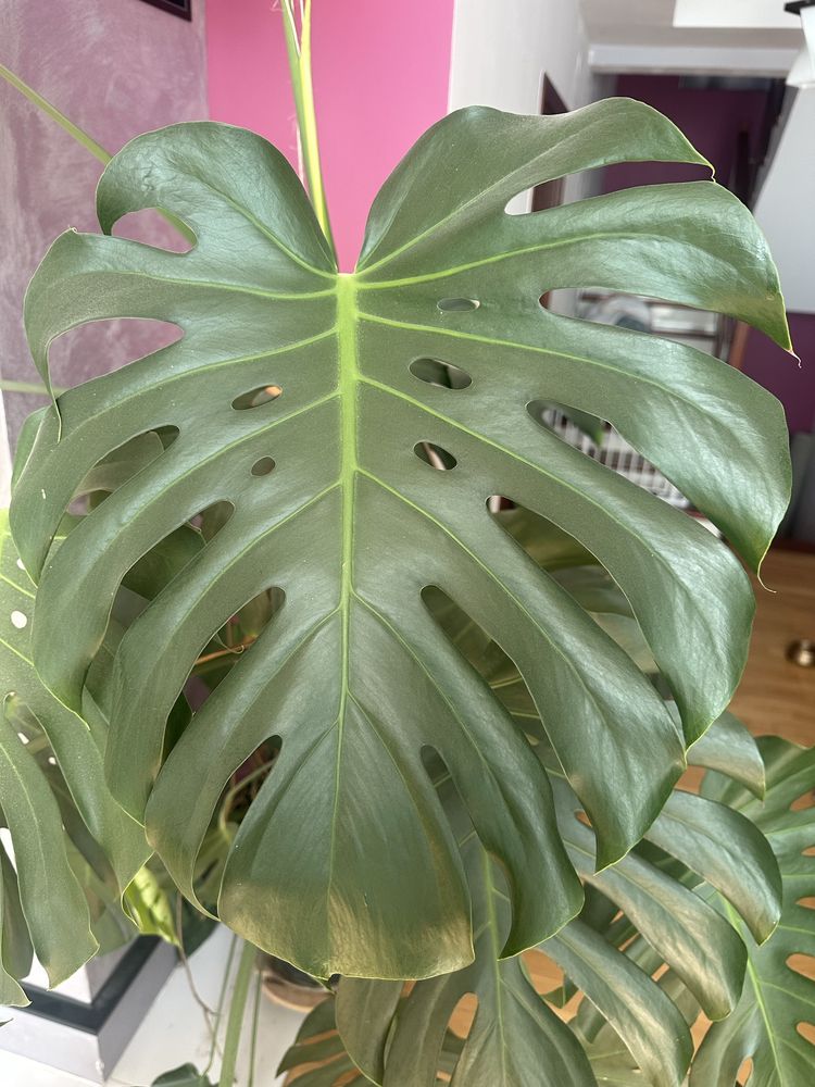 Monstera Deliciosa ok 180cm BEZ DONICZKI