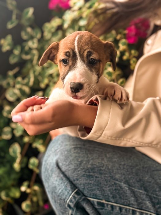 Jack Russell Terrier piesek