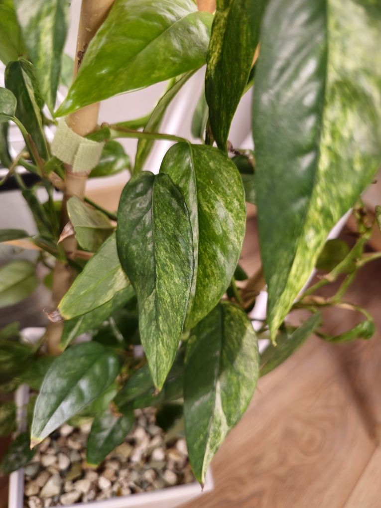 Epipremnum Cebu Blue Mint Variegata