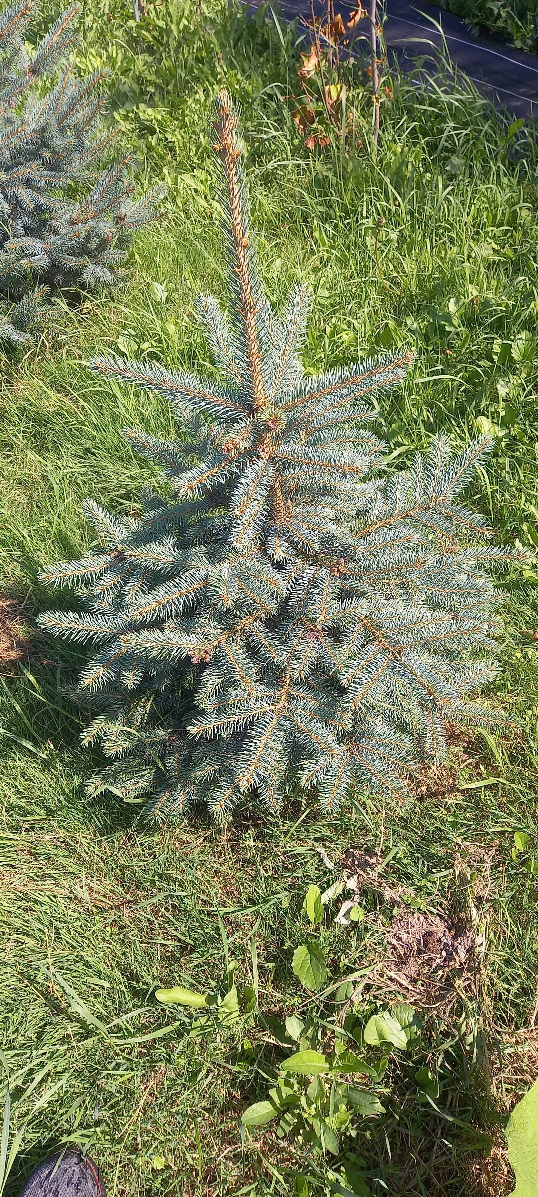 Sadzonki świerka srebrnego