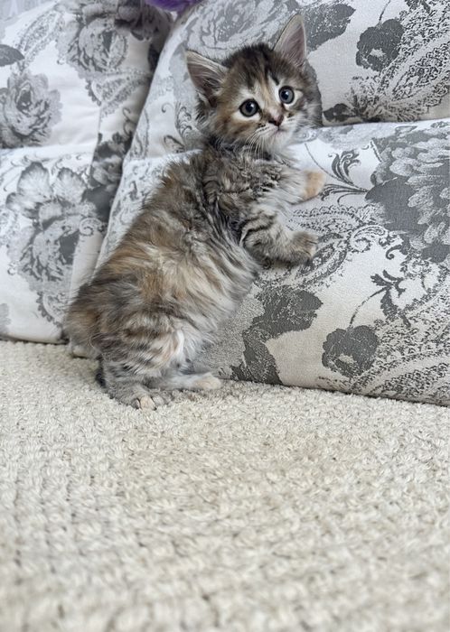 Сибирячки малыши )