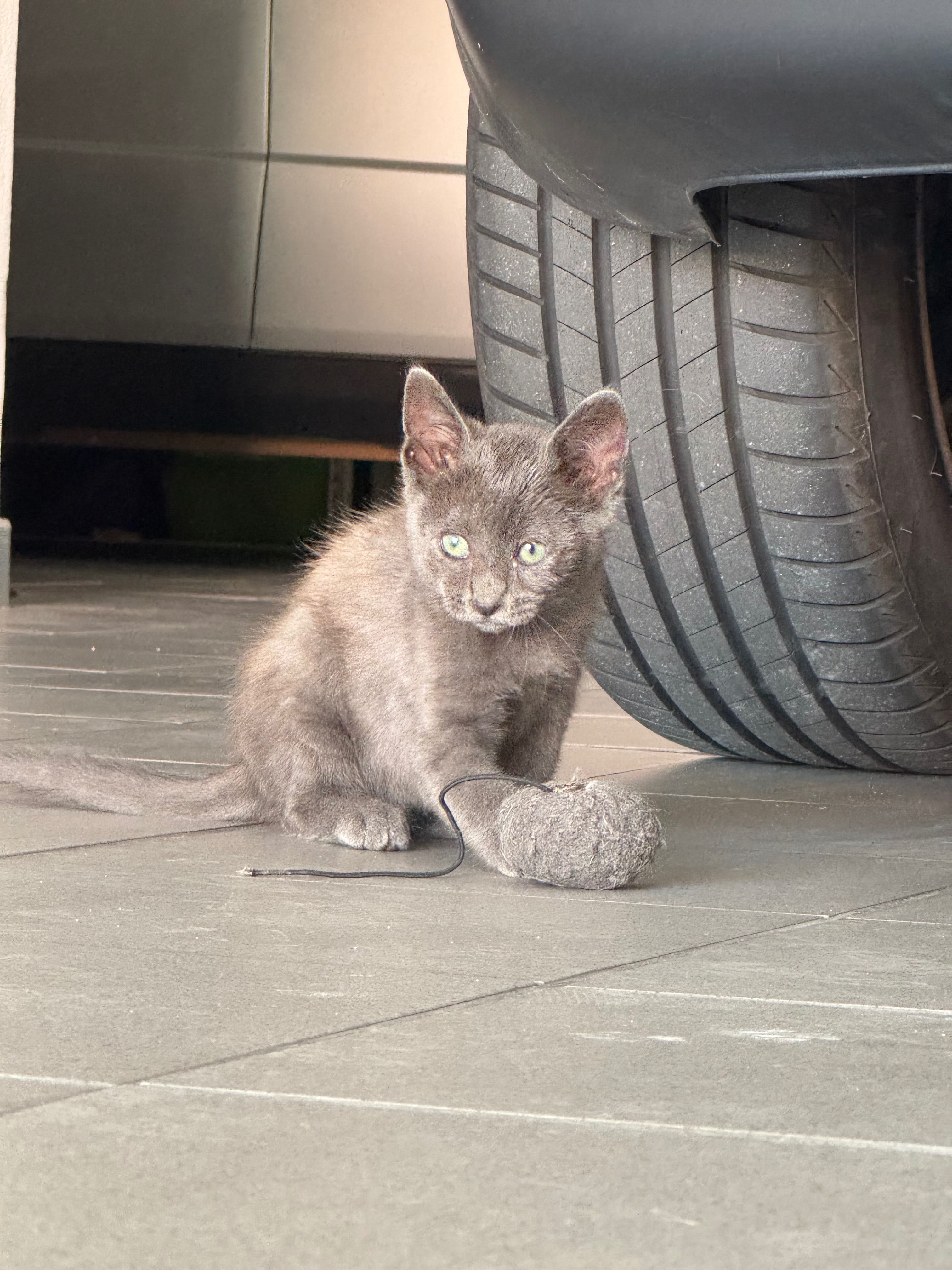 Gatinho para adoção