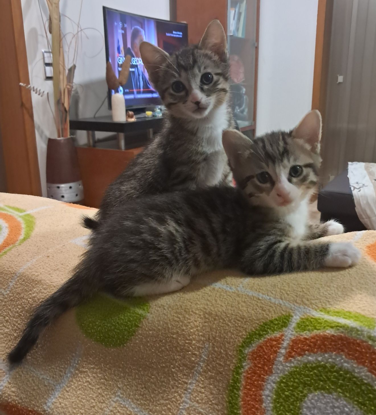 Dou 2 gatinhos machos com 6 semanas