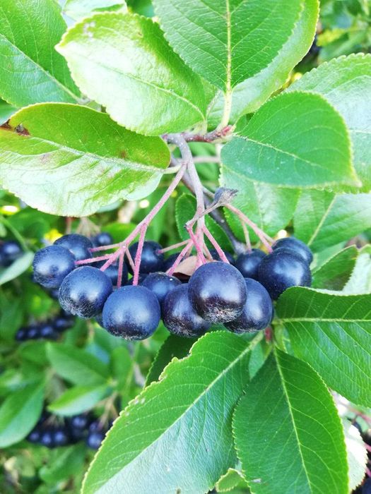 Aronia owoce smaczne i bardzo zdrowe sprzedam