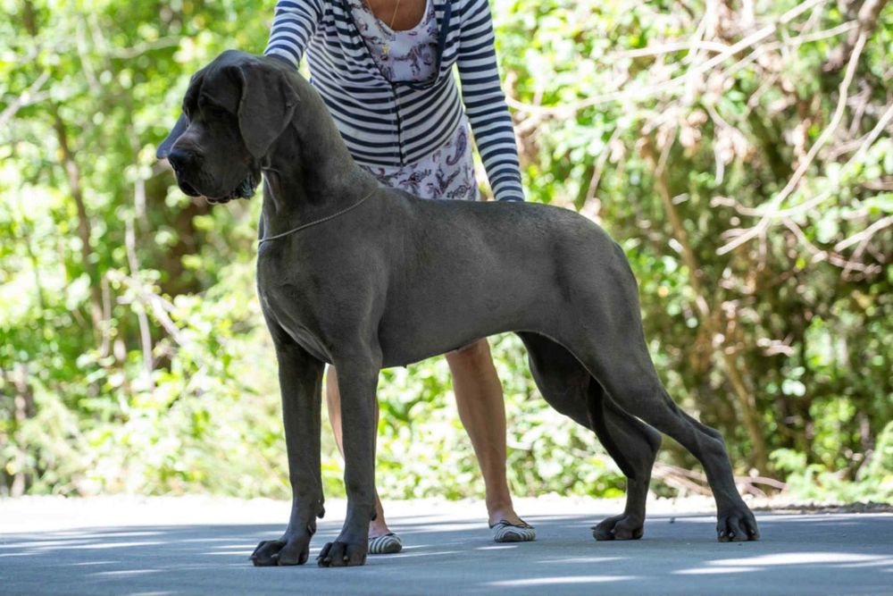 Dog niemiecki błękitny Suczka  po Championach