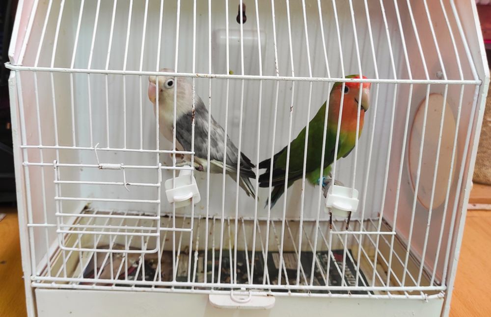 Cedo casal de agapones