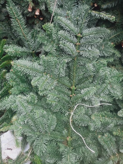 Jodła Nobilis gałęzie świeżo ścinany