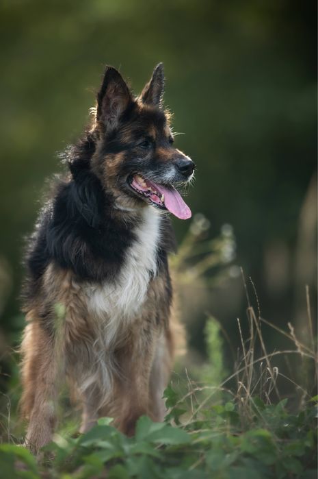Odebrany interwencyjnie Nero szuka kochającego domu