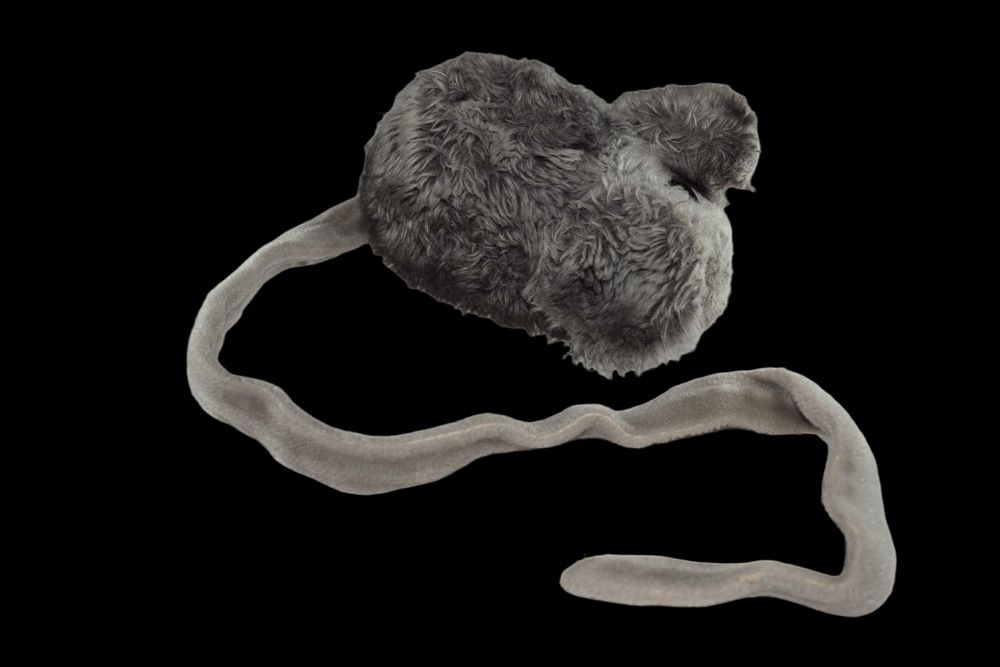 pluszowa myszka z długim ogonem zabawka maskotka