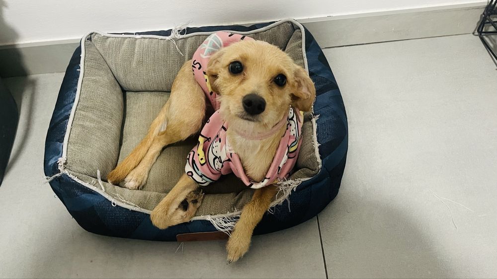 Femêa X Pinscher p/ adopção