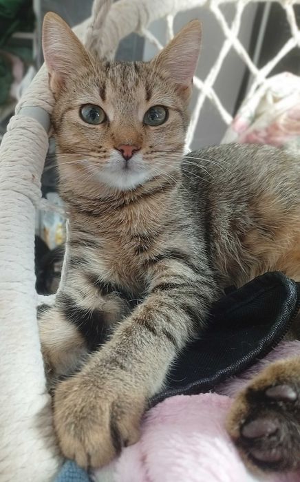 Kotki przytulaski do adopcji