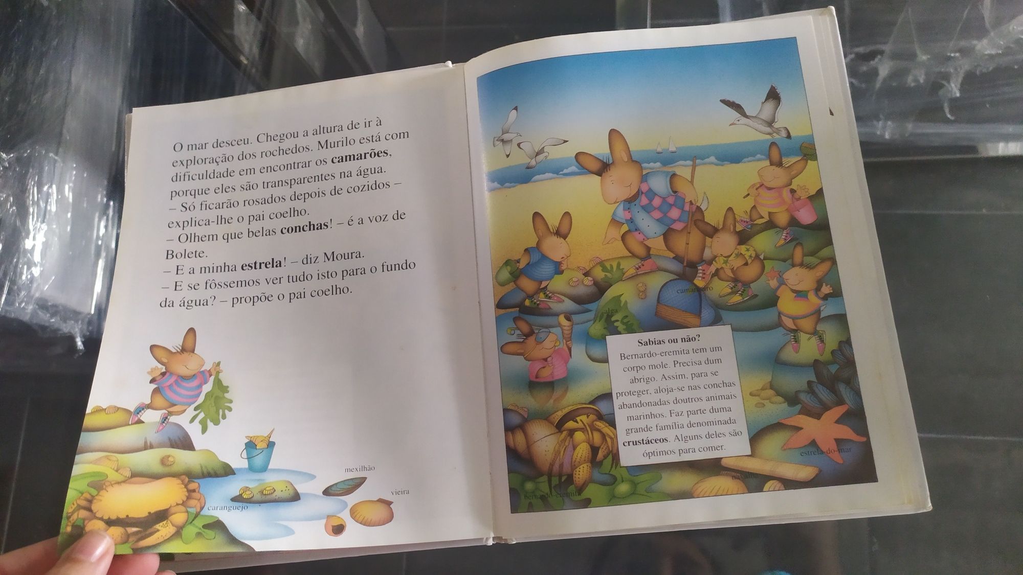 Livro os coelhinhos descobrem o mar