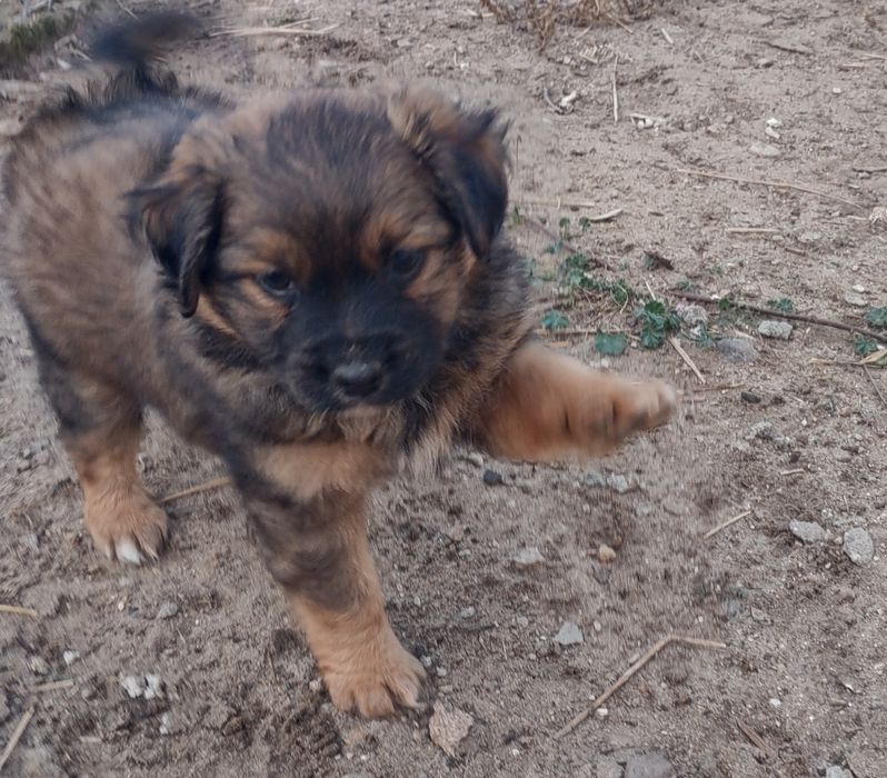 Oddam pieski w dobre ręce