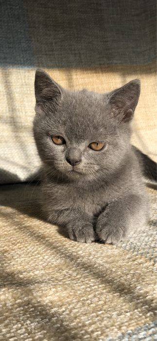 Шотландский голубой мальчик