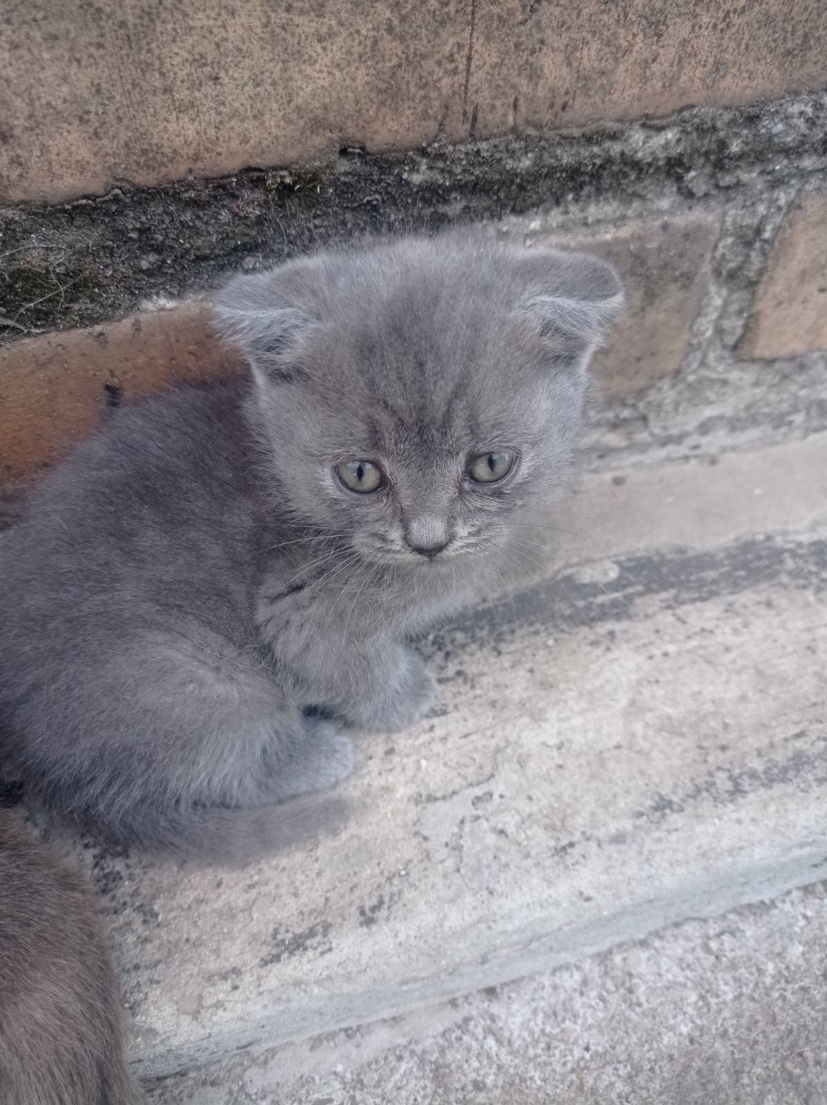 Роздам чудесных котят