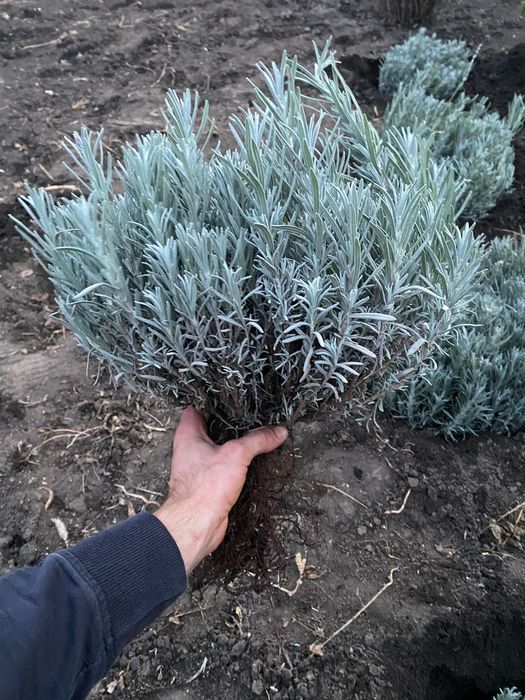 Саджанці Королівської Лаванди