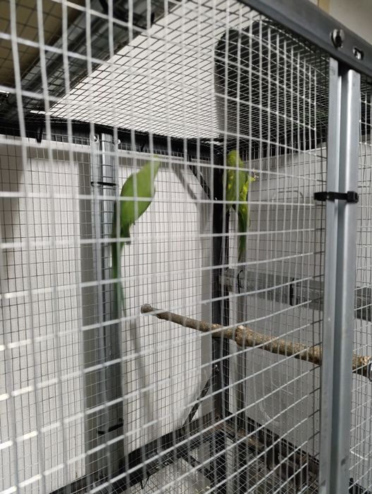 Vendo roselas e ring neck