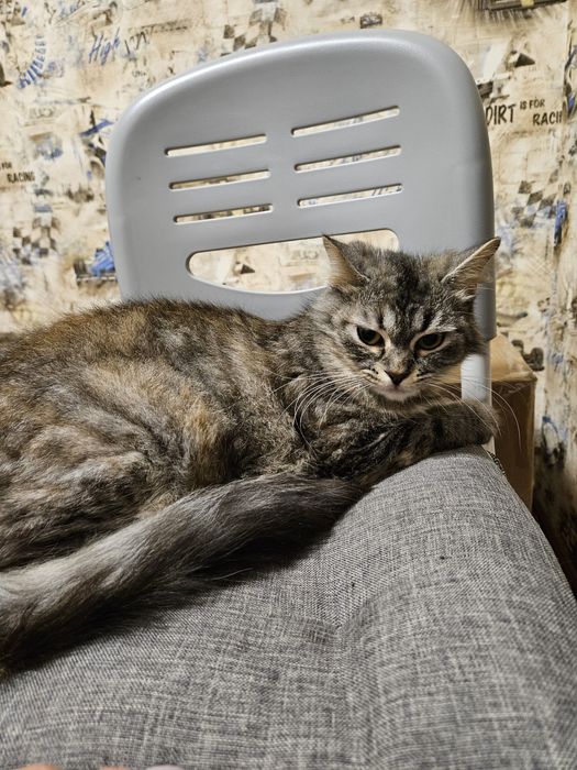 Отдам кошечку в добрые руки