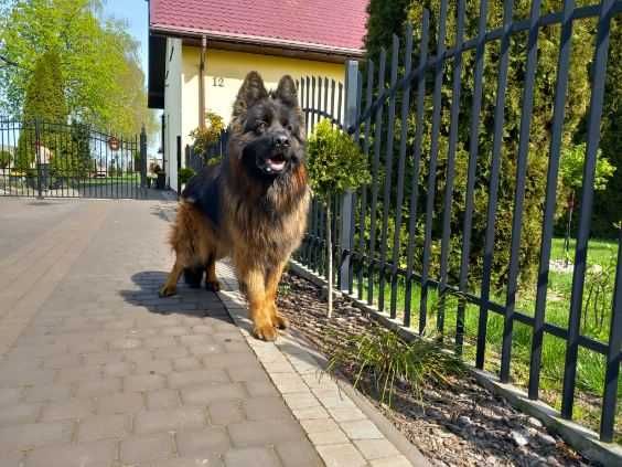 Owczarek niemiecki długowłosy szczeniak cz-pod